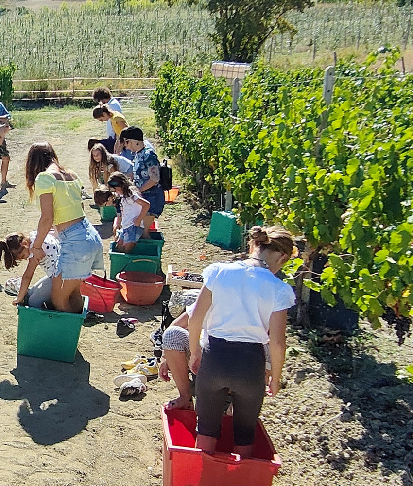 Festa della Vendemmia per bambini e adulti