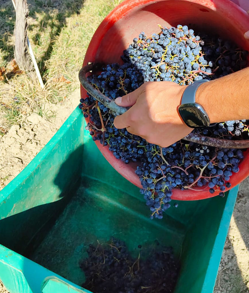 Festa della Vendemmia per bambini e adulti